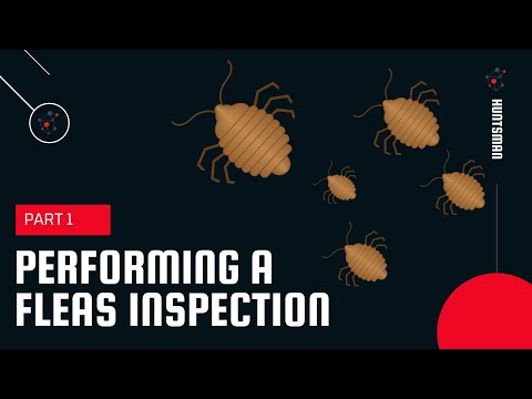Huntsman Pest Control video.
