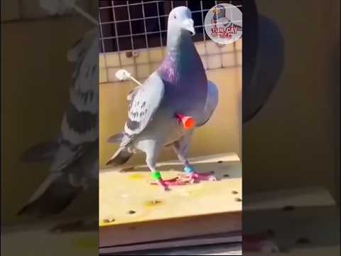 Ok saplı halde yuvasına dönen posta güvercini nasıl bir cani bunu yapar