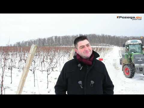 Ledena berba 2021. u vinogradima Kutjevo d.d.