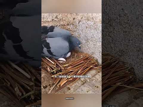 The man helped the pigeon 🥰❤️