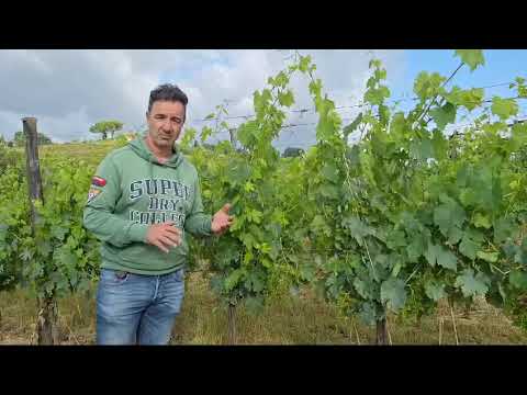 Analisi agronomica del vigneto interamente a conduzione biologica Fattoria il Poderaccio -Siena-