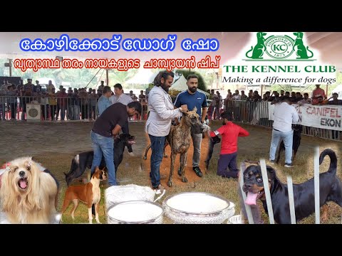kennel club kozhikkode/dog show/dog training/ champion dogs