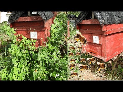 Bad frontal entrance VS Good frontal entrance of honey bees hive
