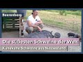 Kunekune Die Süßesten Schweine Der Welt Beerenberg Rundgang 1 2021