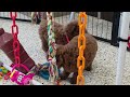 Miniature Poodle dogs for sale: Emma - Video 1