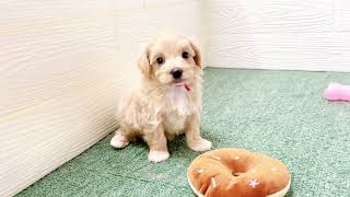 ハーフ犬の動画01