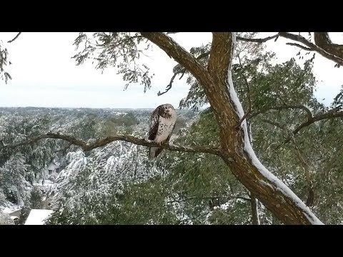 Interested Bird rotates its head at the DJI Spark Drone First Snow Omaha 2018
