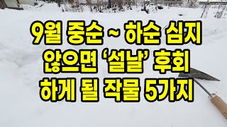 9월 중순 ~ 하순 심지 않으면 설날 후회하게 될 작물 5가지