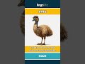 emu - a big Australian bird with ... video thumbnail
