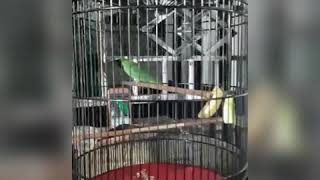 Download lagu cucak ijo dan kacer durasi pendek MP79 mp3 Download lagu cucak ijo dan kacer durasi pendek MP79 mp3