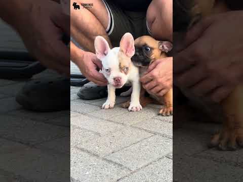 Video 2