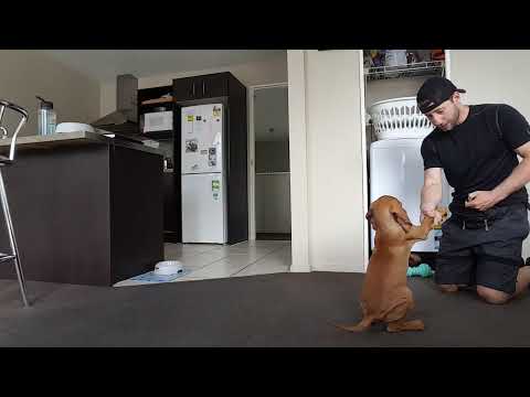 Hungarian Vizsla puppy training