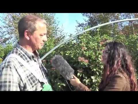 Gärtner Sönke - Folge 46: Viburnum tinus