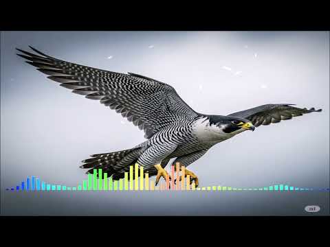 Dino MC47 & Варвара - Сокол (Single) (2025)