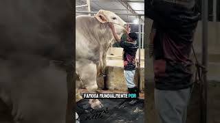 ¡Conoce al TITÁN que domina el trópico! 🤯