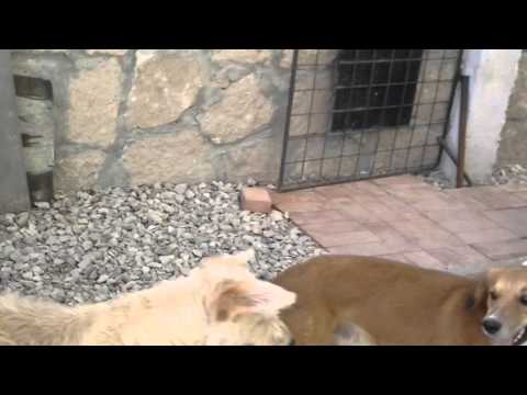 Pelea de Perros con jorge y efren AUCH