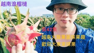 Re: [討論] 麥玉珍收穫了多少火龍果