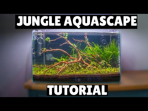 Creating a Natural Jungle Aquascape!