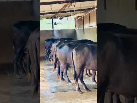 Small dairy farm house 🏆👑😍🏅