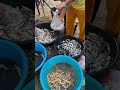 Fresh Seafoods Cawayan Masbate Philippines