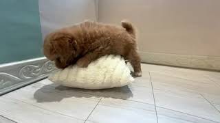 ハーフ犬の動画01