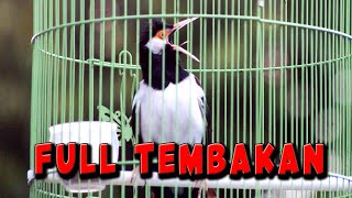 Download lagu MASTERAN JALAK SUREN FULL ISIAN TEMBAKAN MEWAH BUAT PANCINGAN JALAK SUREN CEPAT DITIRU mp3 Download lagu MASTERAN JALAK SUREN FULL ISIAN TEMBAKAN MEWAH BUAT PANCINGAN JALAK SUREN CEPAT DITIRU mp3