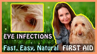 The Best FIRST AID Remedy—DOG EYE INFECTION (& cleaning my Goldendoodle’s eyes)