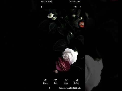 Cossack Lullaby Arrangement on Pixie Harp