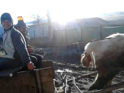 Salvarea din fildu de jos gotactica