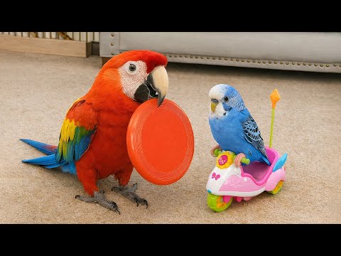 Smart And Funny Parrots Parrot Talking Videos Compilation (2026) - Cute Birds #6