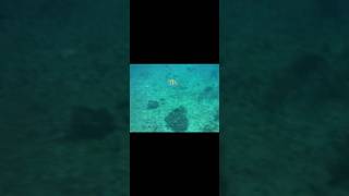 I tried #fish #travel #travelvlog #cozumel #mexico #snorkling #cruisevlog #nature #cruise #vlog