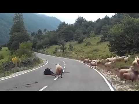 Ovelha rebelde ataca pastor