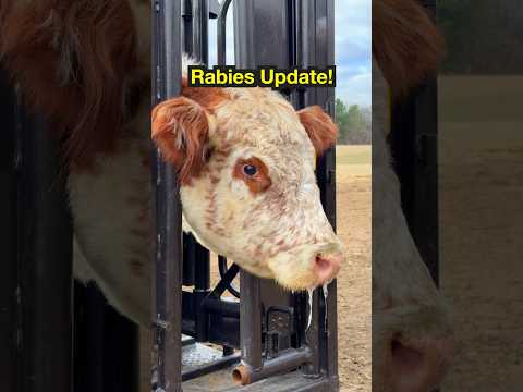 How our cow with rabies is doing!