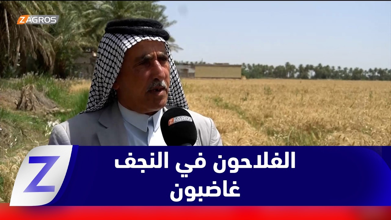 فيديو | #النجف.. غضب الفلاحين بعد تقليص استلام محصول الحنطة إلى 37%
