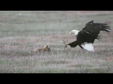 நரியை வேட்டையாடும் கழுகு!