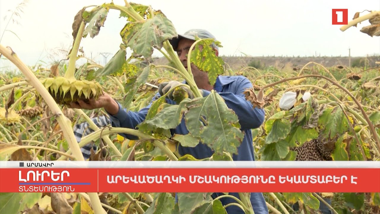 Արևածաղկի մշակությունը եկամտաբեր է