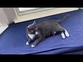 Tuxedo Cat Is Annoyed