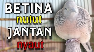 Download lagu Perkutut betina memanggil jantan langsung nyaut  mp3