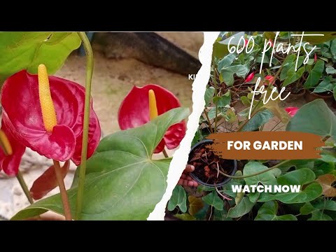 The Ultimate Anthurium Care Guide