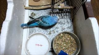 生活力のあるインコ How does a blind budgie eat?