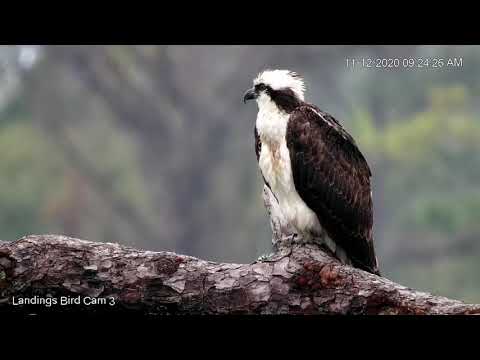 Male Osprey Perches Near Nest In Savannah, Georgia – Nov. 12, 2020