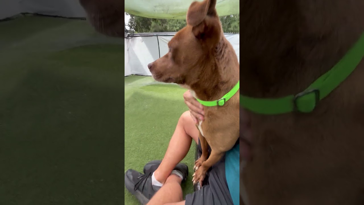 Snooker, a Adoptable Terrier in San Diego, CA video 6/6