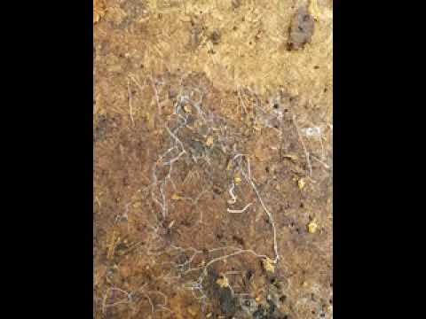 Vinicius Cantuaria Esse Som Eu Quero backwords