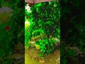 Choda Chodi Dekho Hindi Song ️ Short ️video