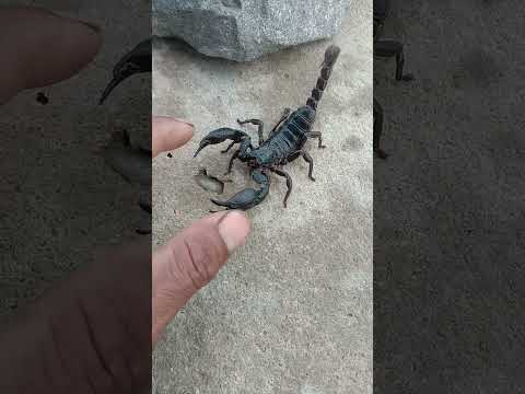 OMG scorpion bite my 🖐️🦂#shortsvideo#plaese#subscribe#mychannels🙏🙏🙏🙏🙂♥️♥️❤️🌟🌟