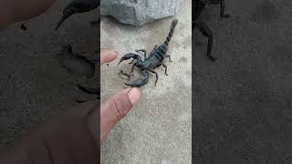 OMG scorpion bite my 🖐️🦂#shortsvideo#plaese#subscribe#mychannels🙏🙏🙏🙏🙂♥️♥️❤️🌟🌟