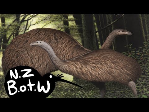 Moa - New Zealand Bird of the Week