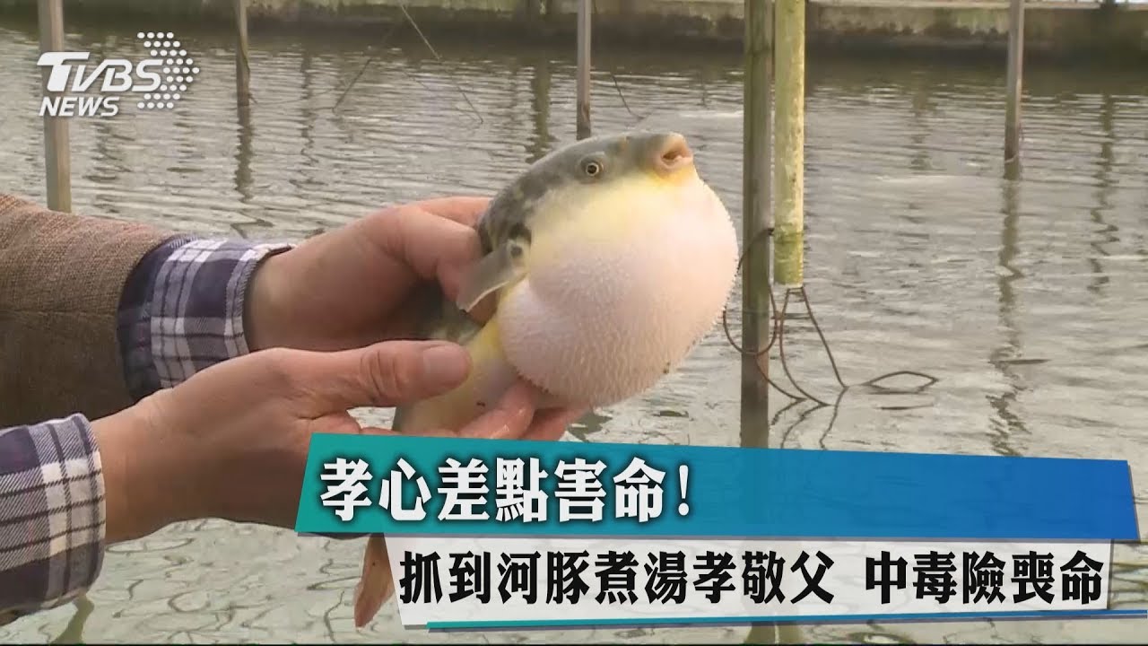 孝心差點害命!抓到河豚煮湯孝敬父 中毒險喪命
