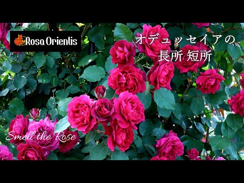 アオジインコについて詳しく解説