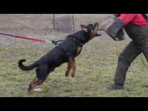 Rottweiler DUX, IPO protection training..